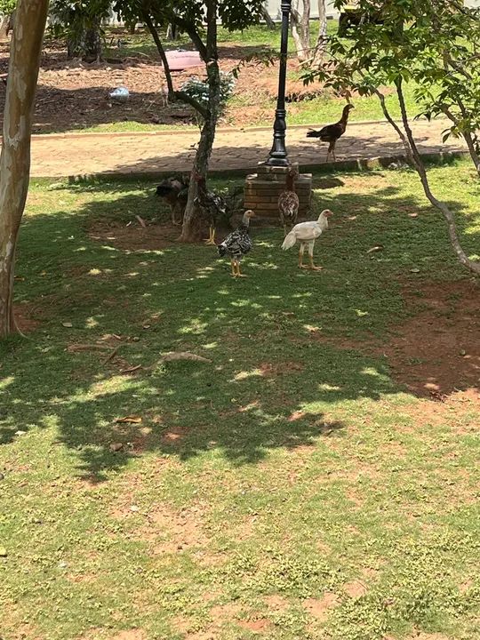 Galinhas, frangos, pintos e galos. - Foto 3