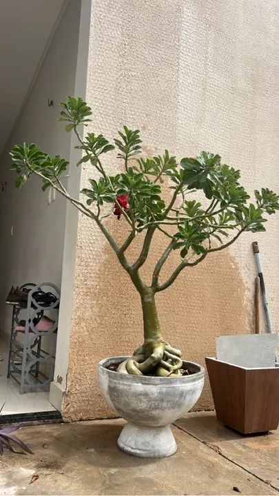 Rosas do deserto Adultas , preços variados  - Foto 2