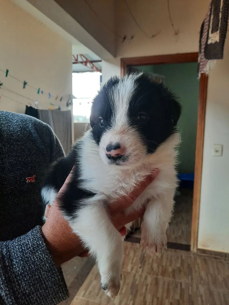 Vendo filhotes de Border Collie  - Foto 3