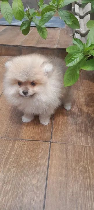 Filhote de spitz alemão anão  - Foto 6