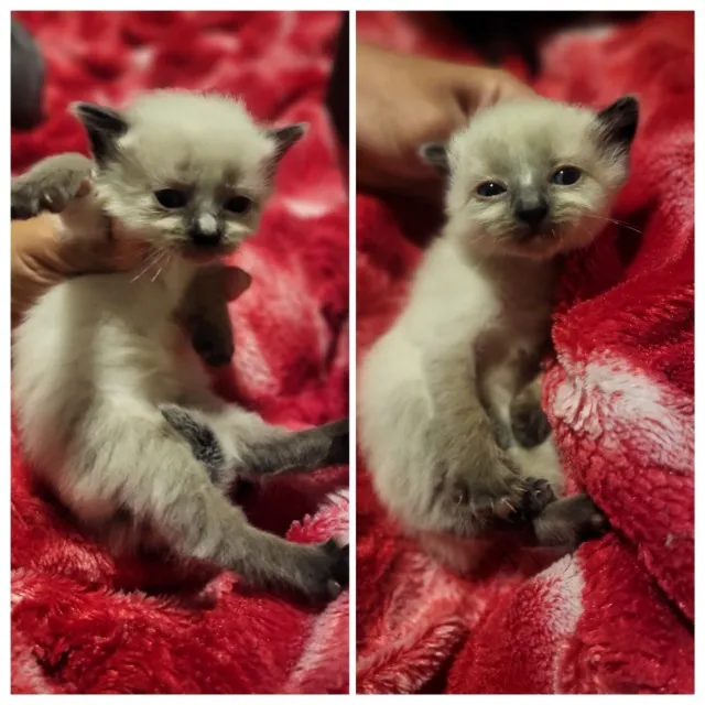 Doa-se gatos