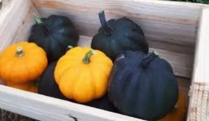 Sementes de Abóbora Mini Híbrida Pérola Negra importada de Israel 4 unidades - Foto 2