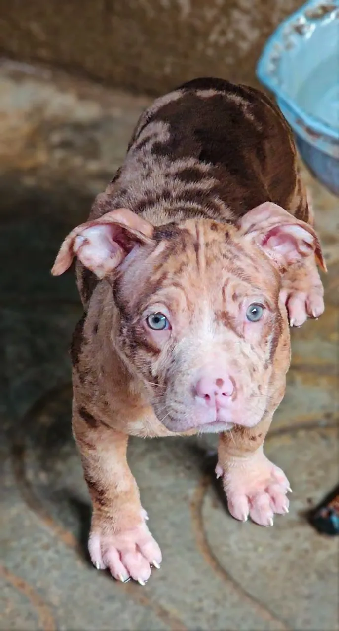Pit Monster Fêmeas Merle Gen Tri + Pedigree Ibc ( Mw Bearzilla - Aslan etc ) Oportunidade
