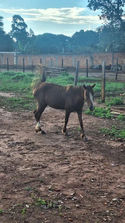 Égua mestiça Quarto de Milha - Foto 2