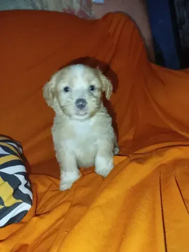 Poodle x maltes