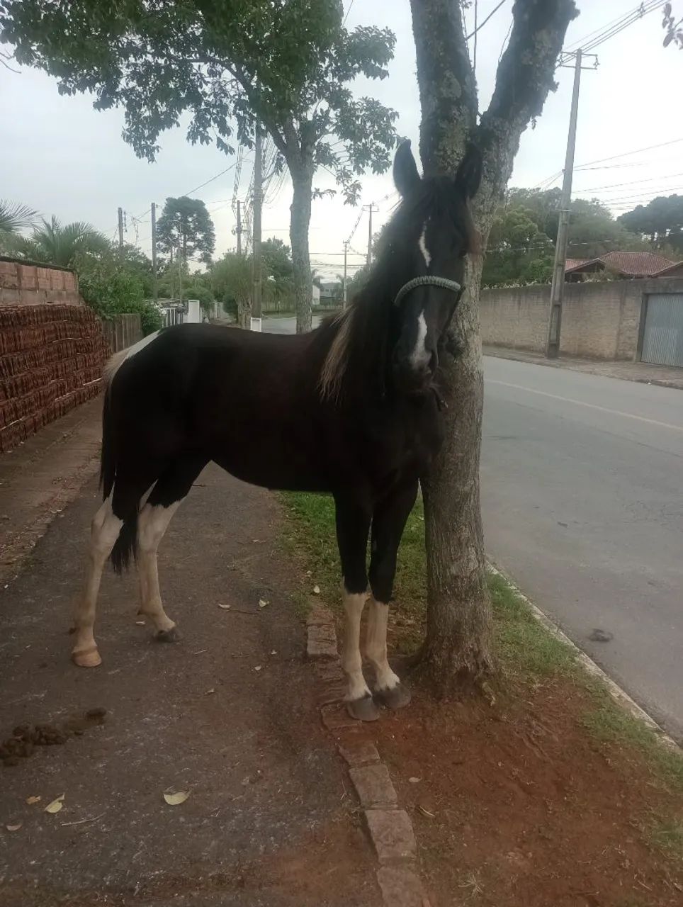 EGUA POTRA MANGA LARGA - Foto 2