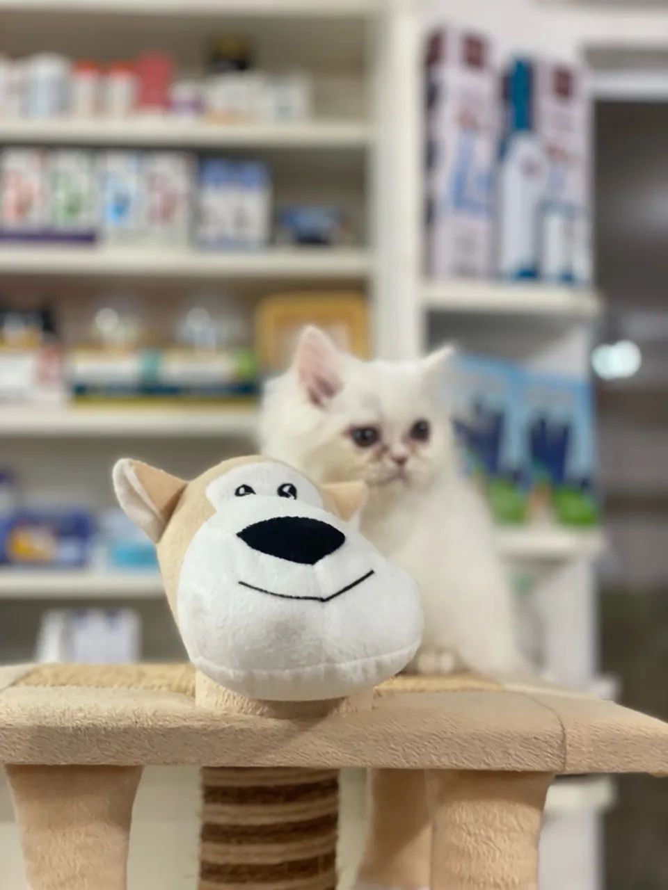 Vendo lindíssimos filhotes de gato persa  - Foto 4