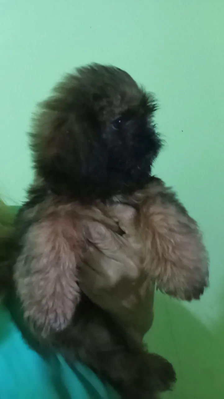 Filhote de Shih Tzu