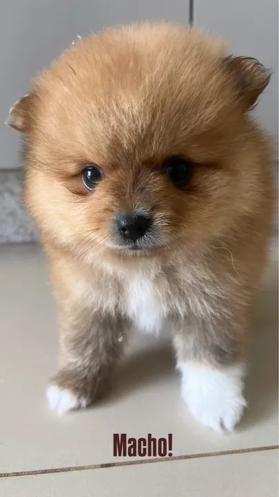 Filhotes de Lulu da Pomerânia - Foto 4