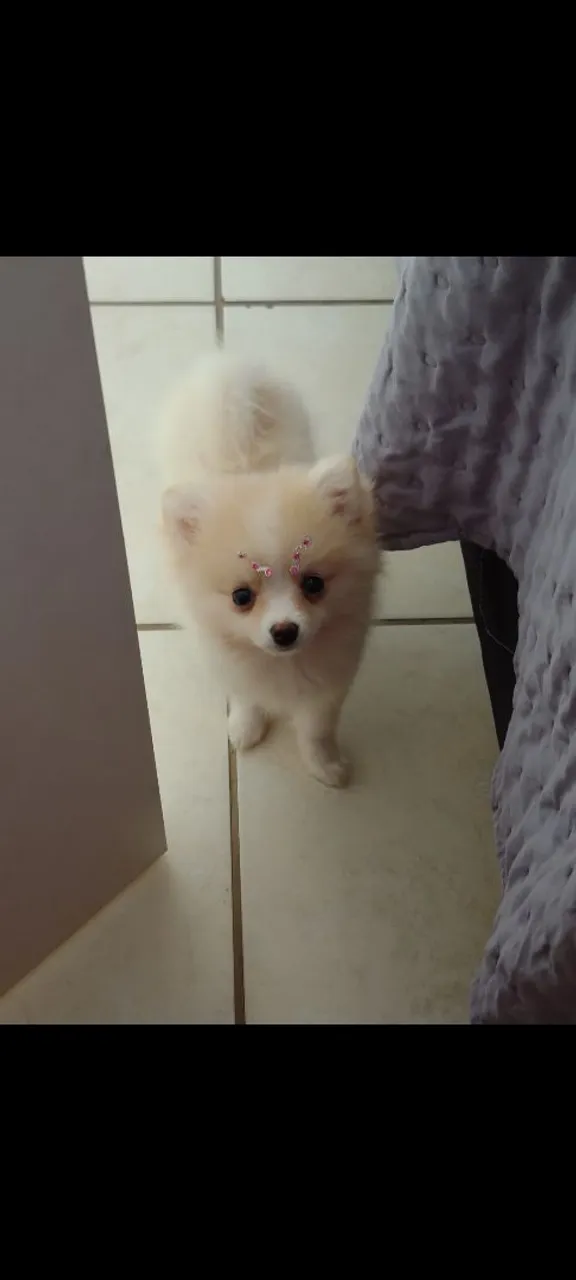 Spitz Alemão raposa