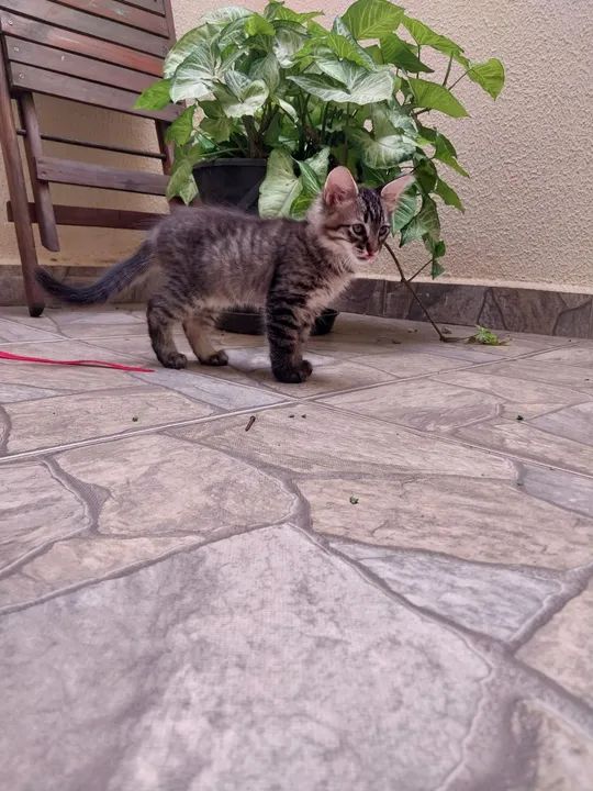 Doa-se gatinha macho 2 meses - Foto 3