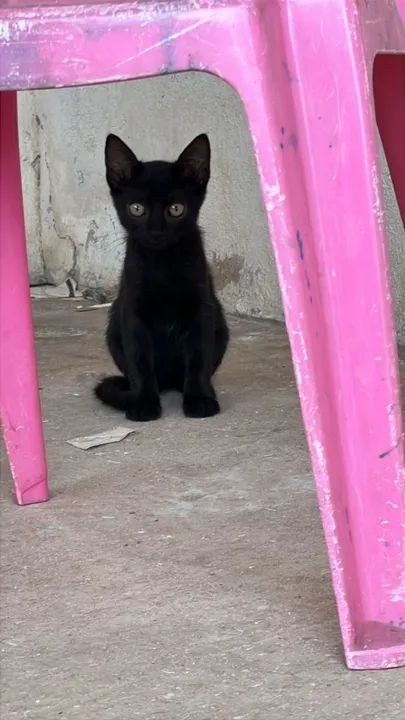Gatinhos Para Adoção  - Foto 3