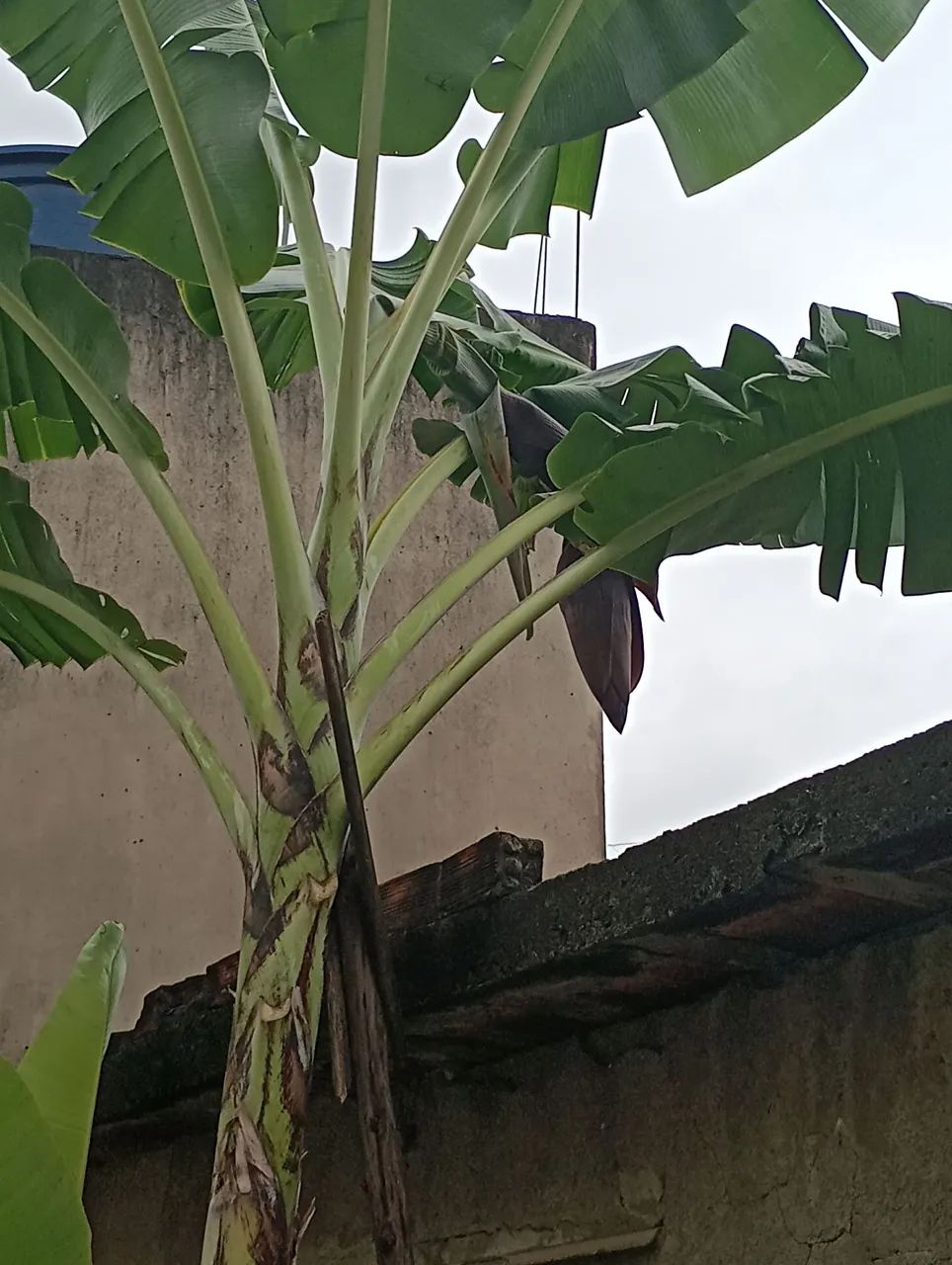 Vendo Mudas de Bananas  - Foto 4