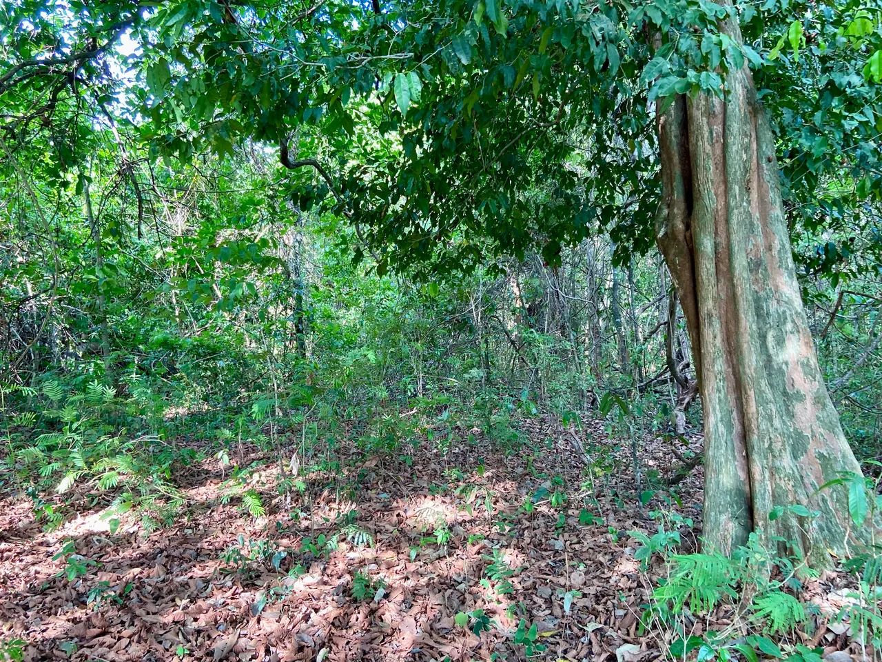 Chácara de quase meio alqueire em Petrolina de Goiás  - Foto 7