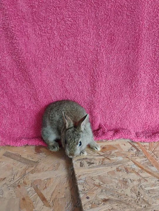 Mini Coelhos Netherland. - Foto 5