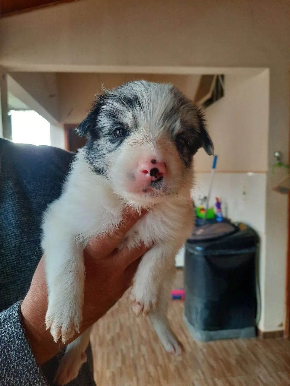 Vendo filhotes de Border Collie 