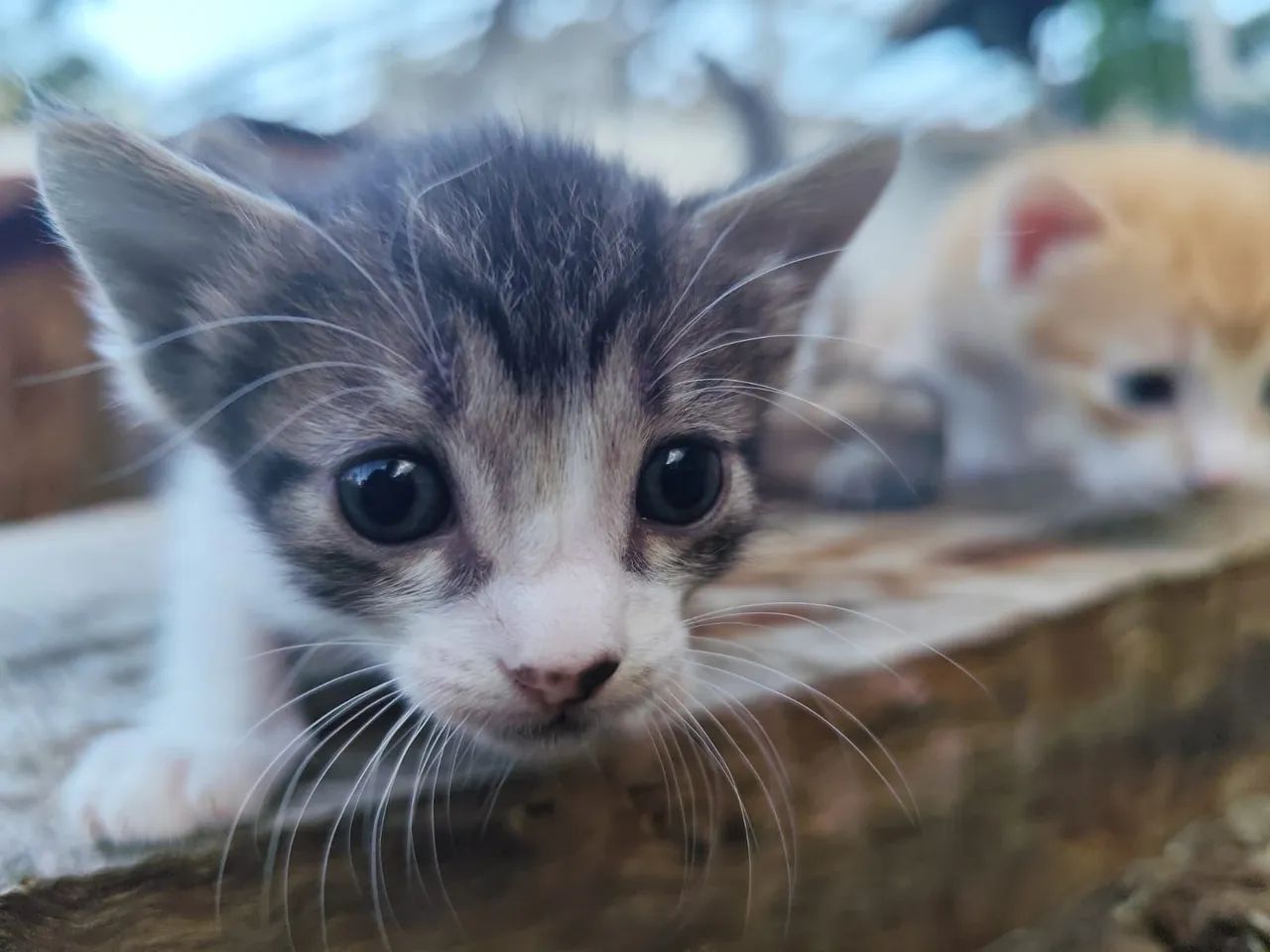 DOAÇÃO DE GATINHOS  - Foto 5
