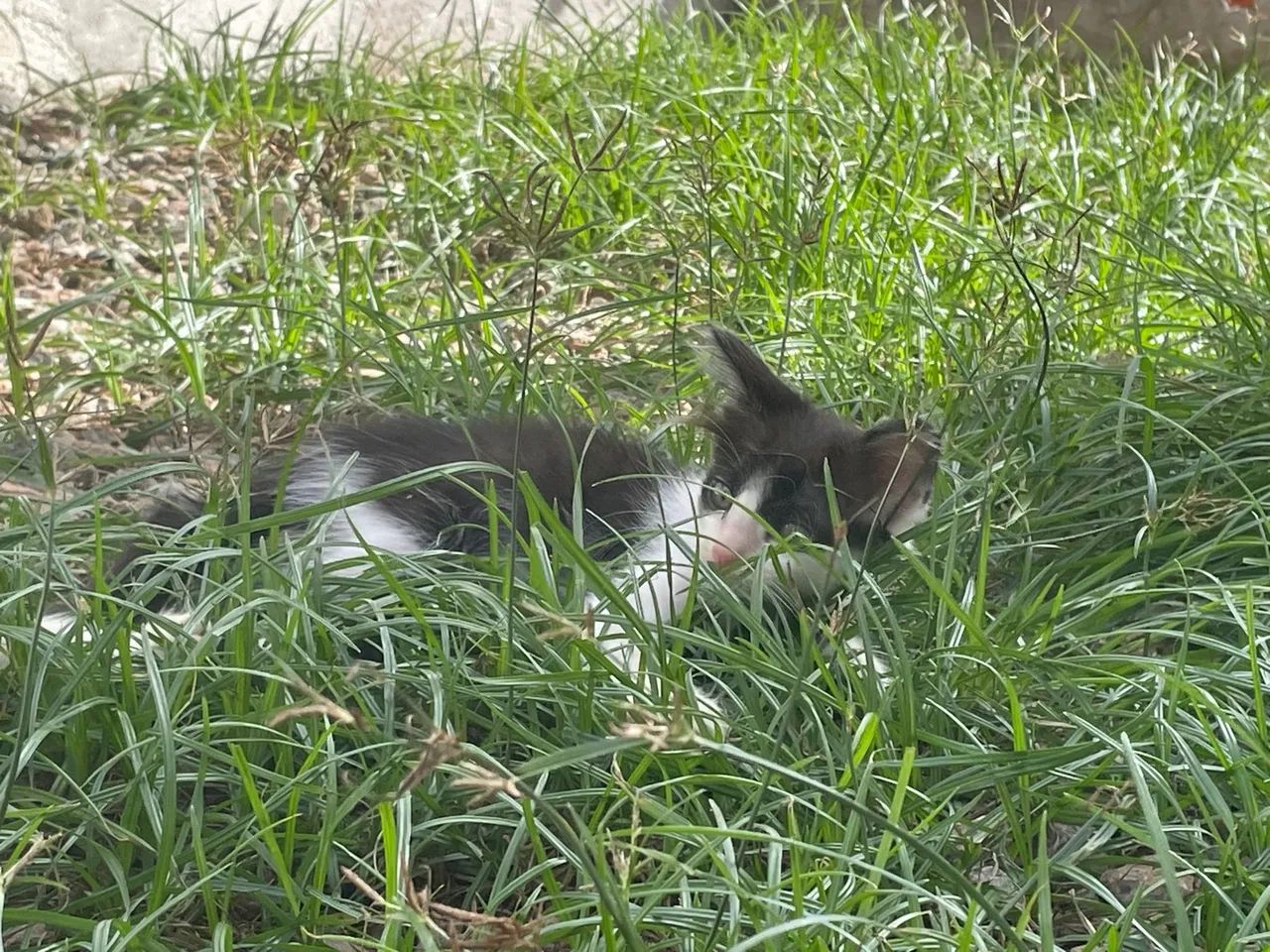 Gatinhos filhotes para doação 