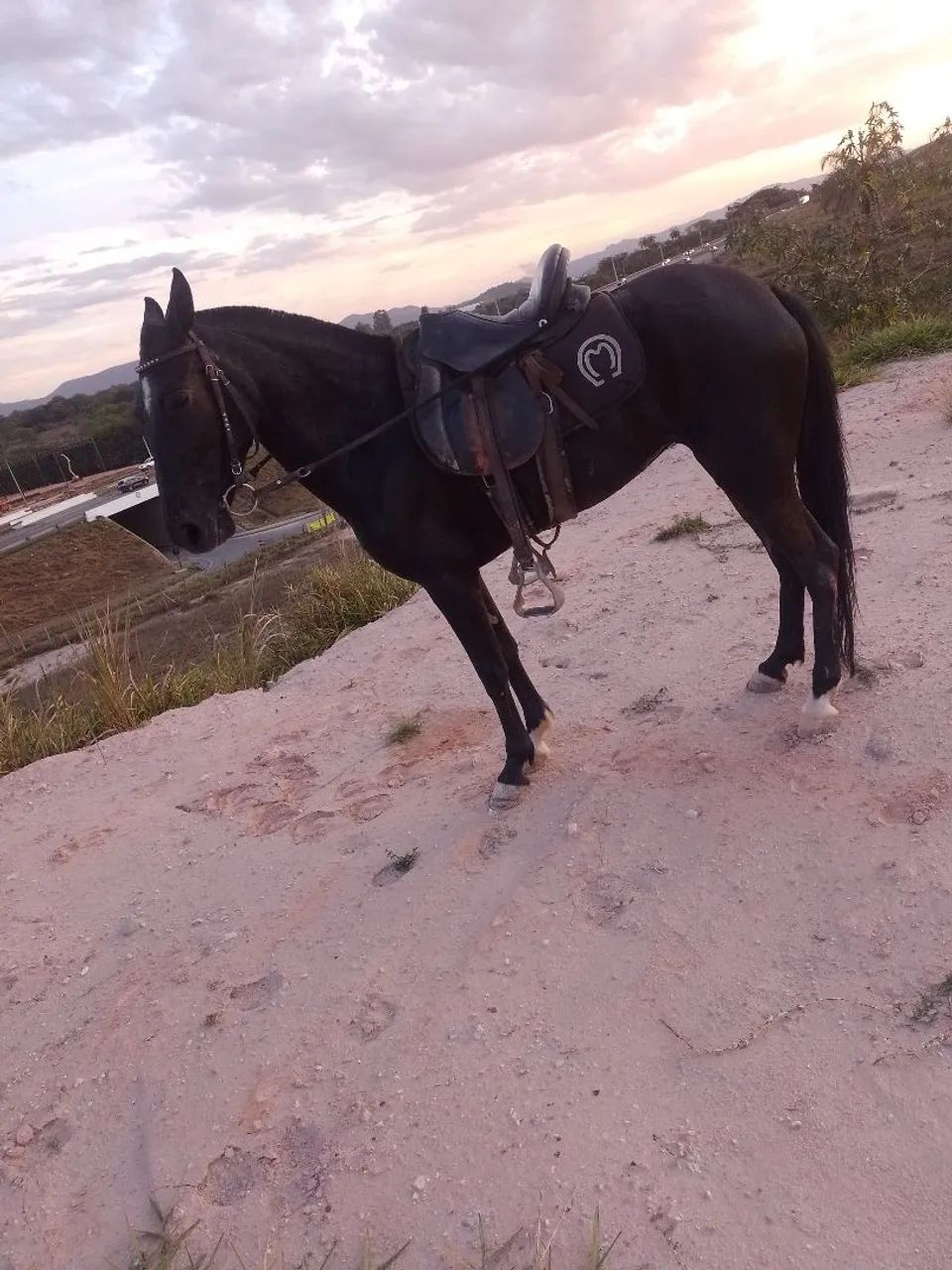 Égua comum sem papel  - Foto 2