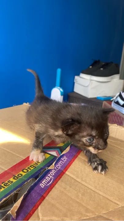 Gatinhos disponíveis para adoção - Foto 3