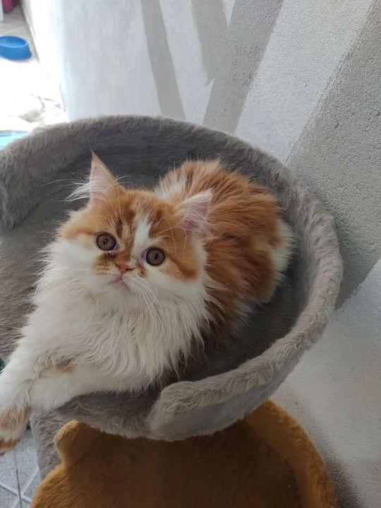 Gatos persas - Foto 4