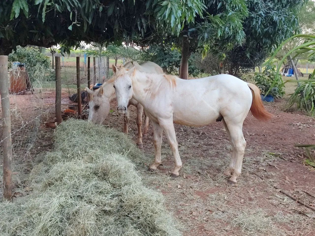 Potro Quarto de milha - Foto 3