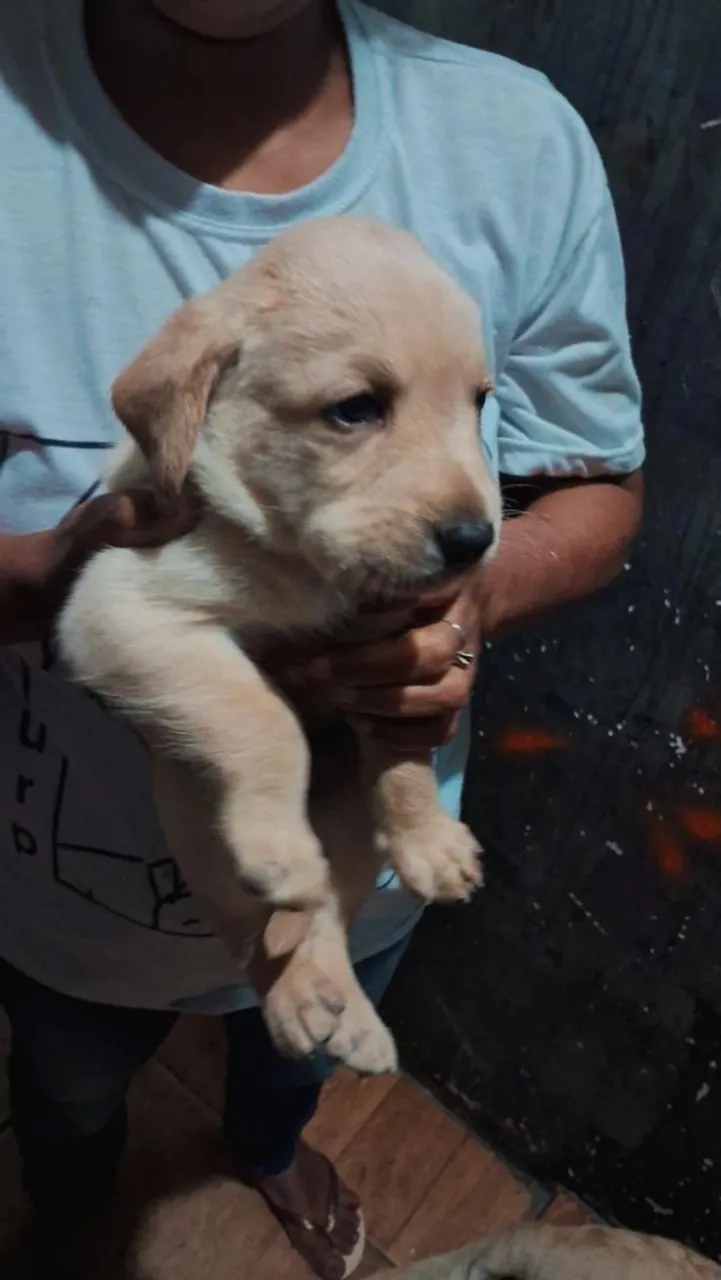 Filhote de Labrador Amarelo - Pelúcia de Amor!