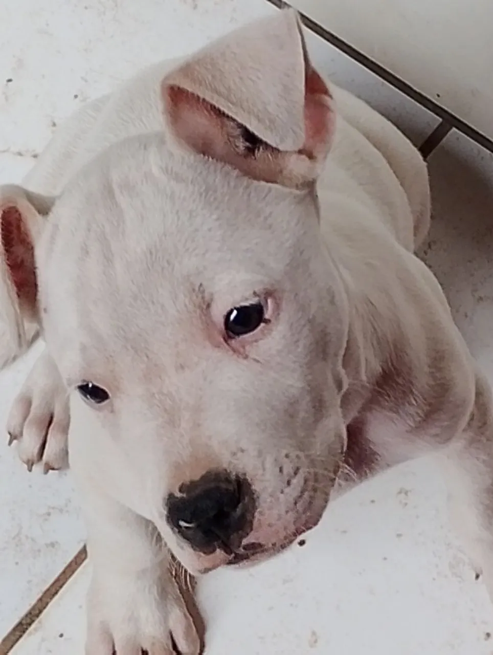 Dogo argentino/ Pitbull