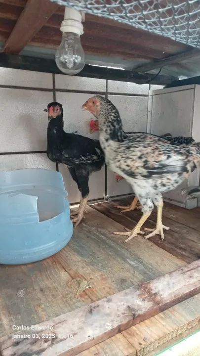 Frangos caipira - Foto 5