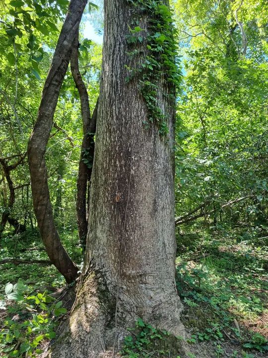 OPOTUNIDADE!! Fazenda 202 Hectares Arinos-MG - Foto 6