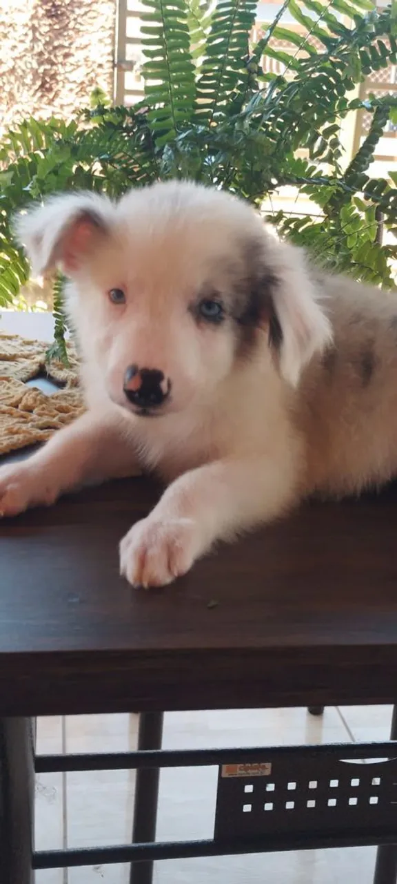 Filhote de Border Collie com olhos azuis
