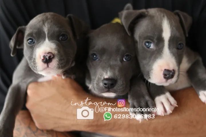  Bully @filhotesfloresdooriente  - Foto 3