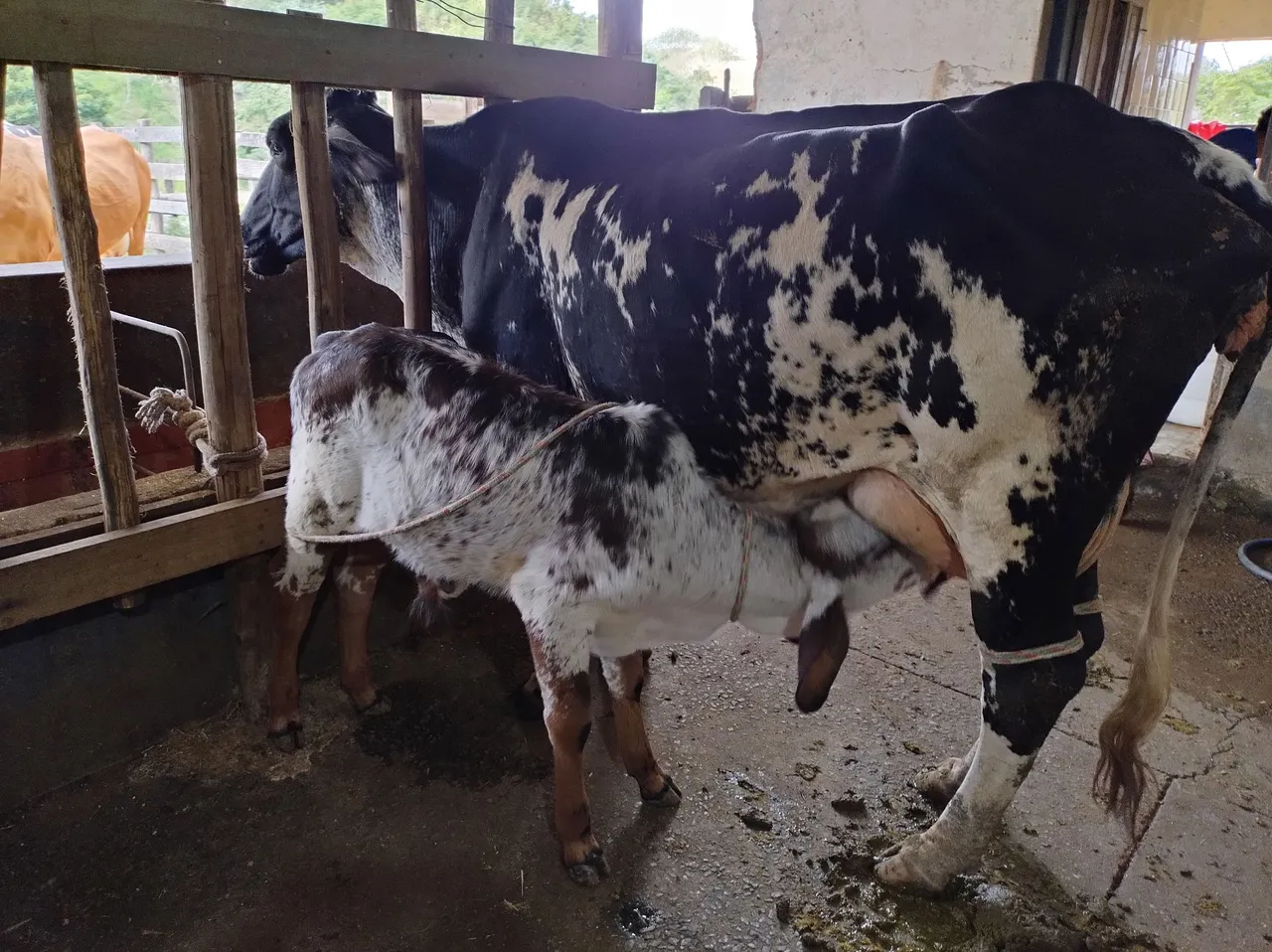 Vacas leiteiras