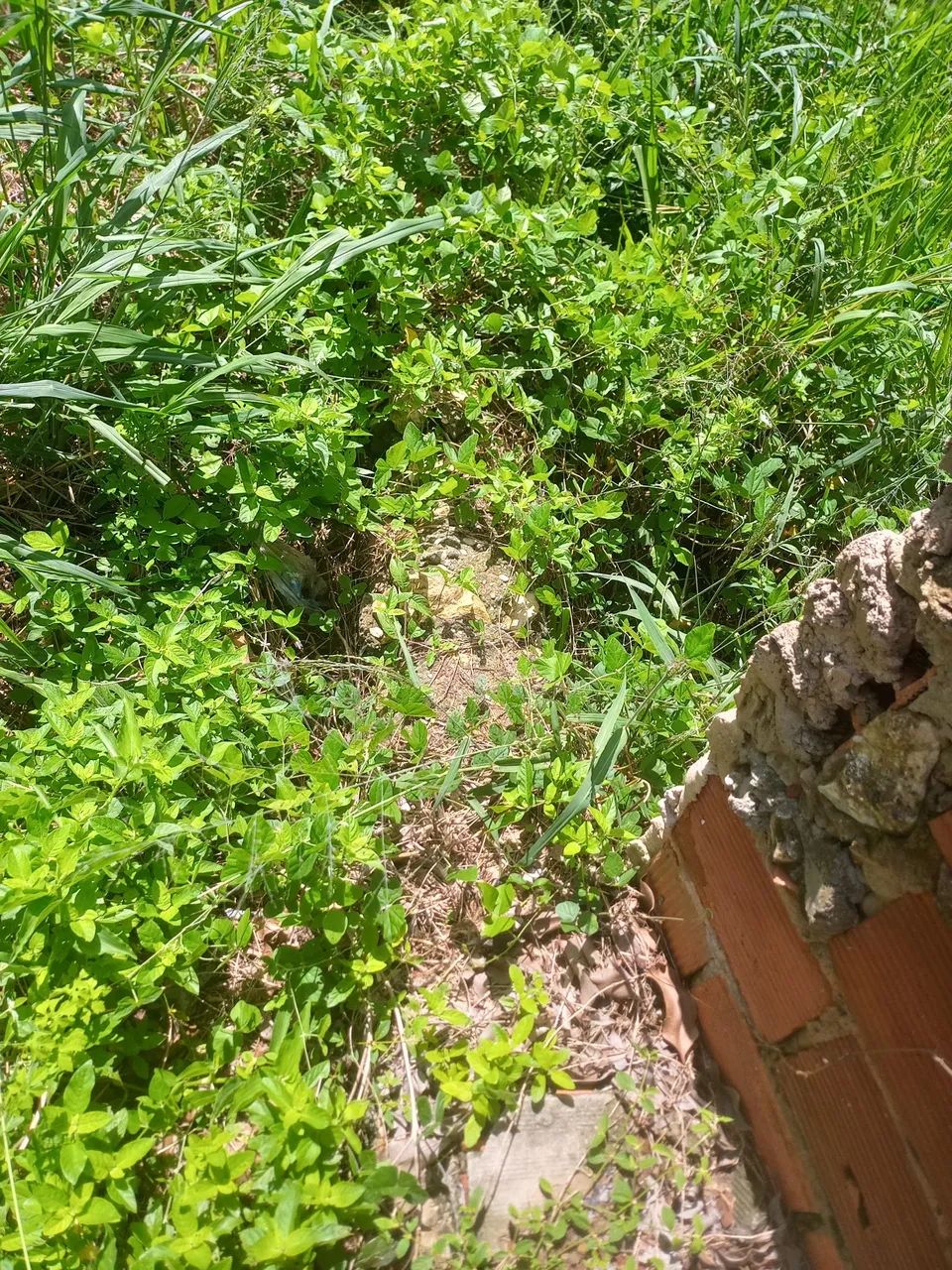 Terreno matapoã - Foto 4