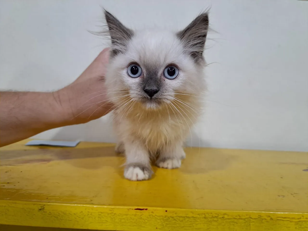 Filhotes gatinhos Ragdoll e Persas (ambos puros)