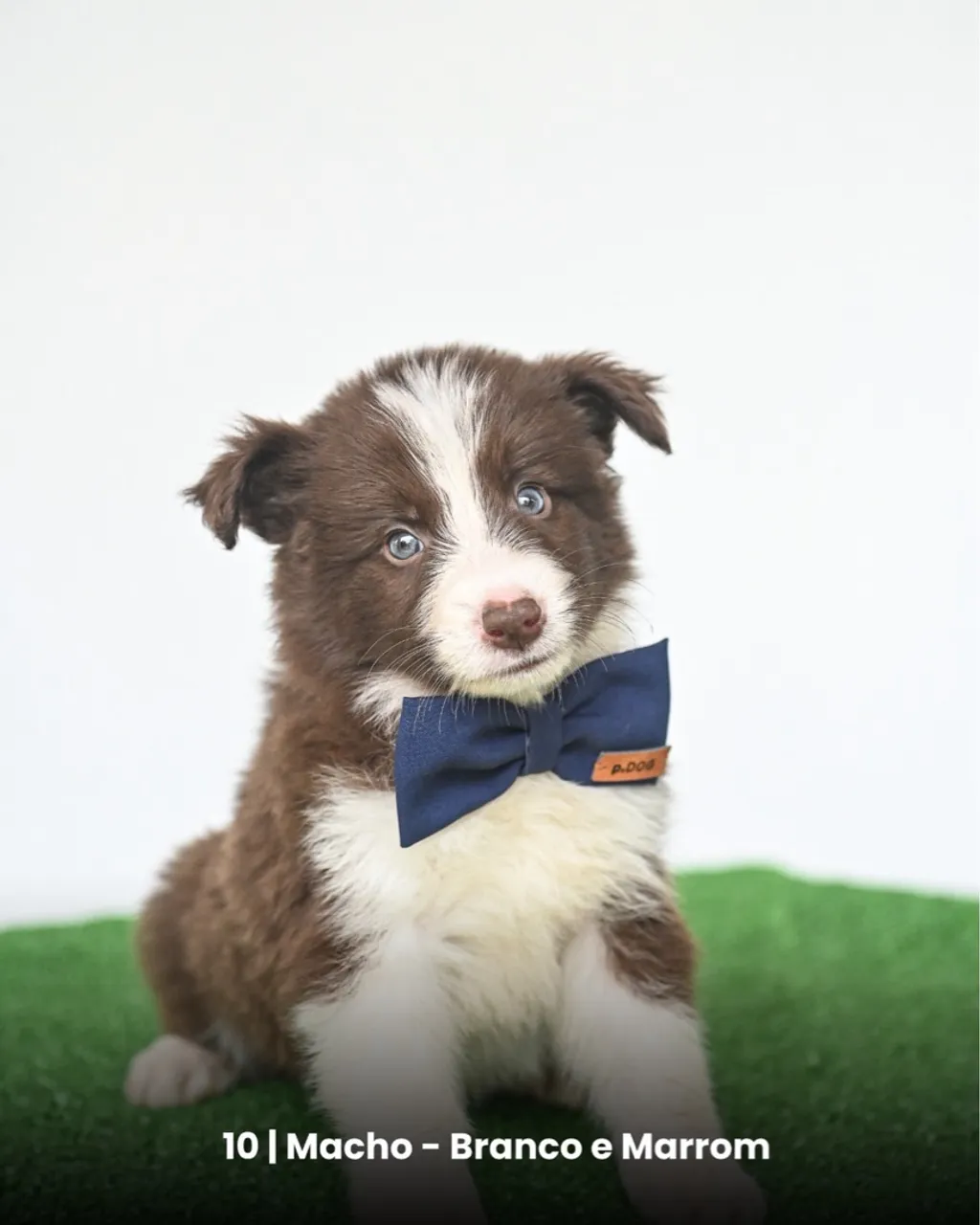 Filhote Border Collie Macho - Branco e Marrom
