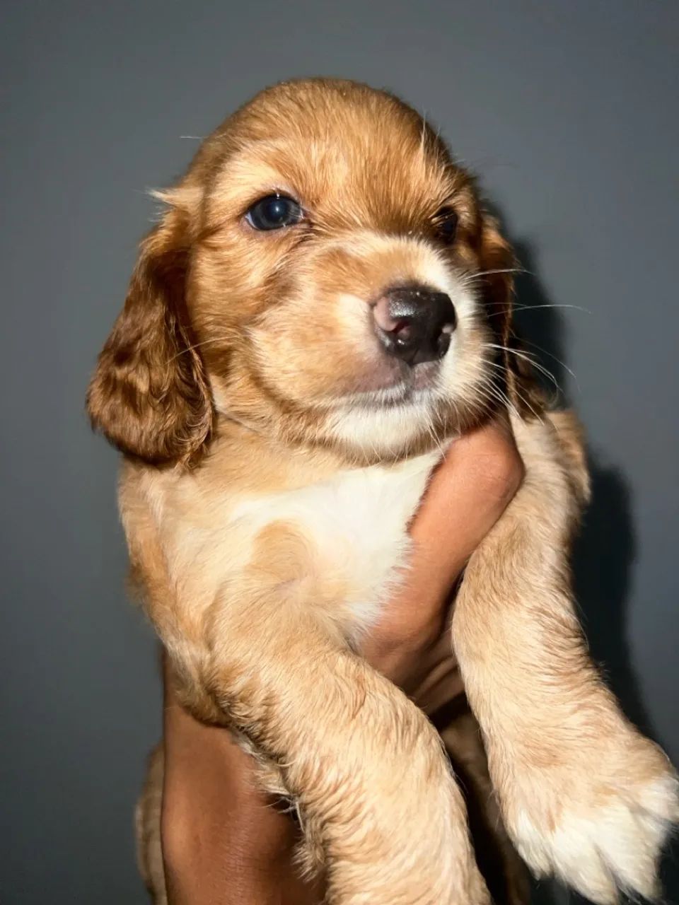 Filhote de Cocker Spaniel Inglês - Foto 2