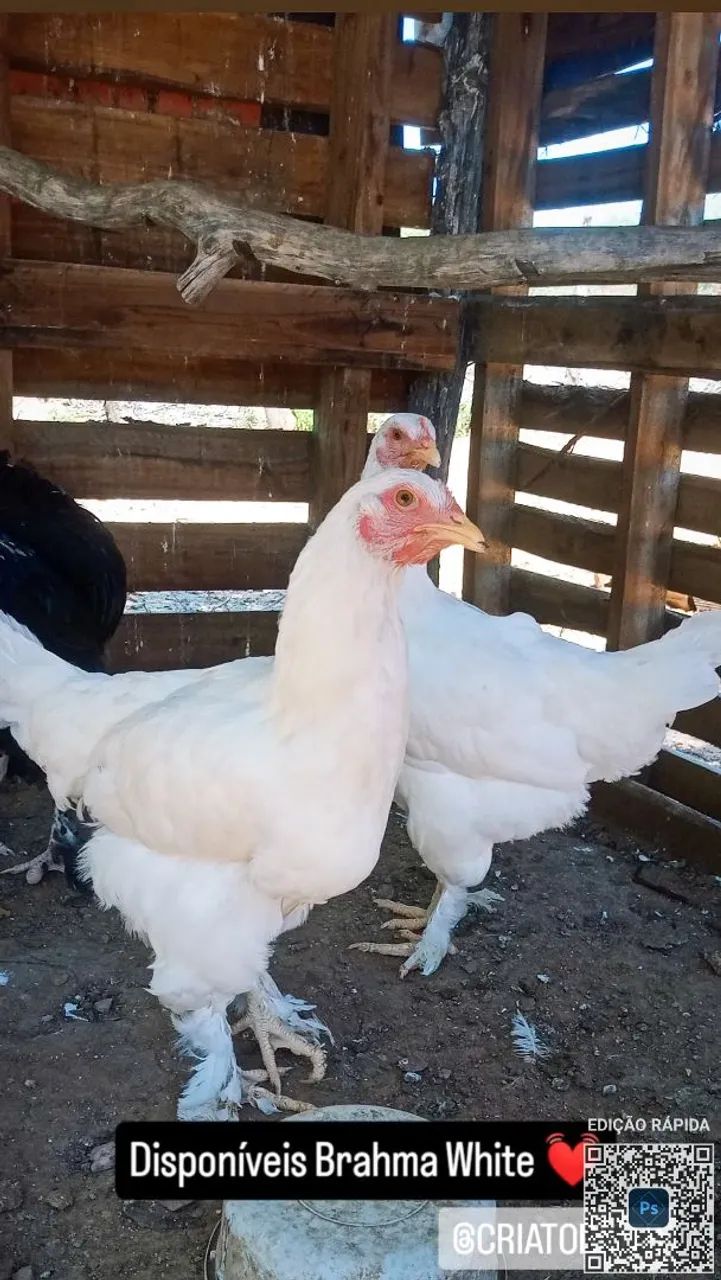Galo, Frango e frangas Brahma (valor promocional)