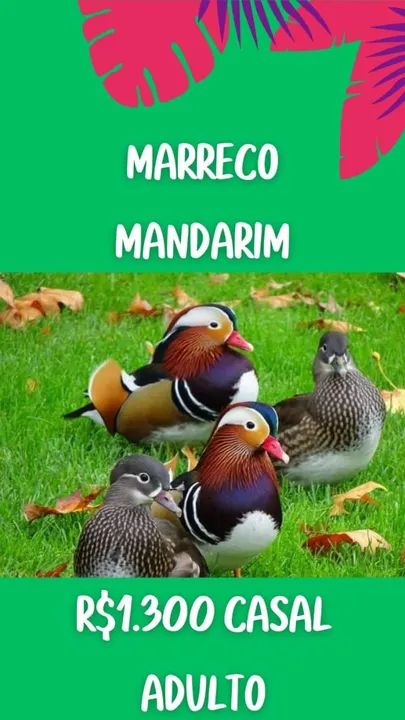 Marreco Mandarim - Casal