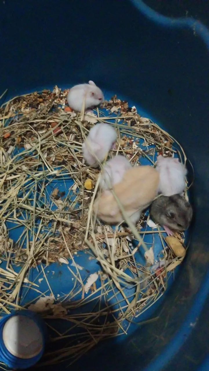 Hamster anão russo 