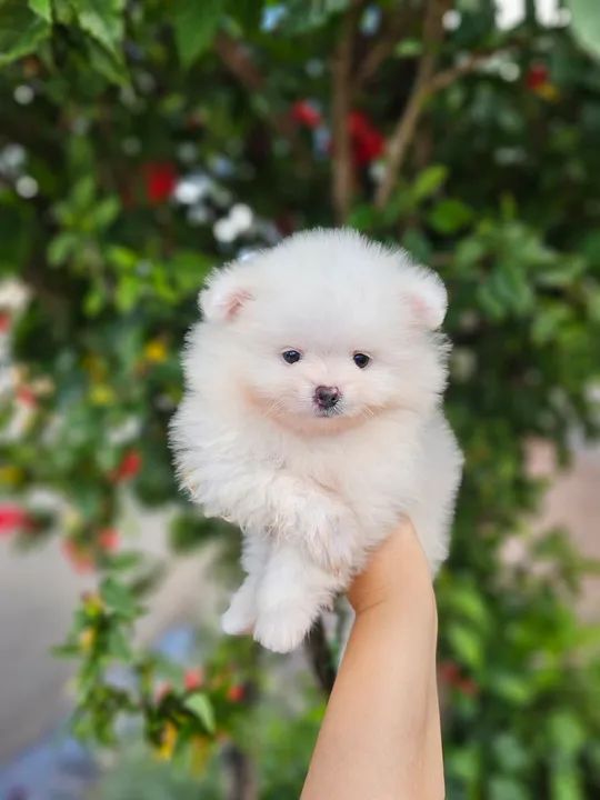 Spitz alemão  - Foto 4