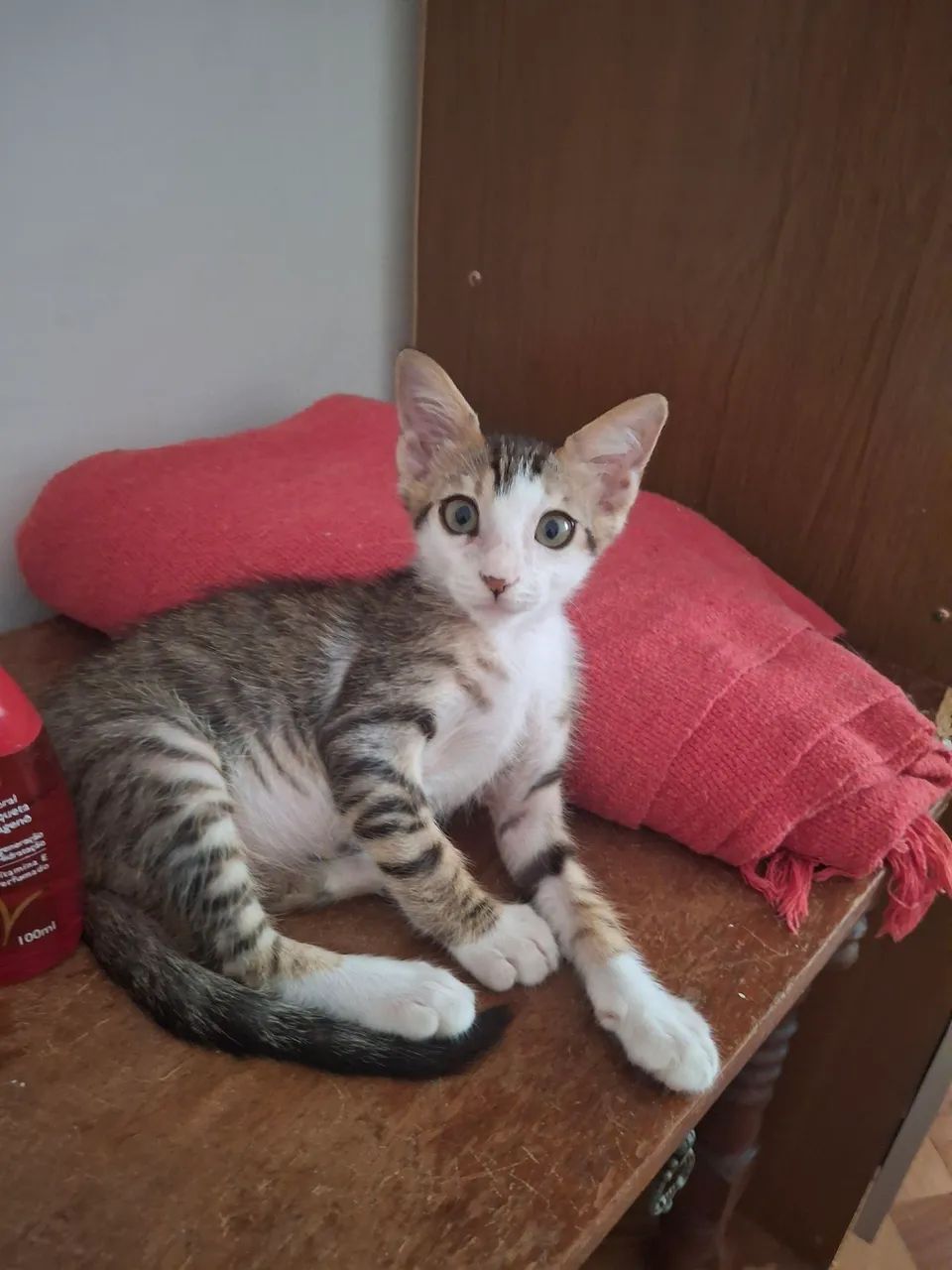 Gatinho macho  para adoção 2 meses 