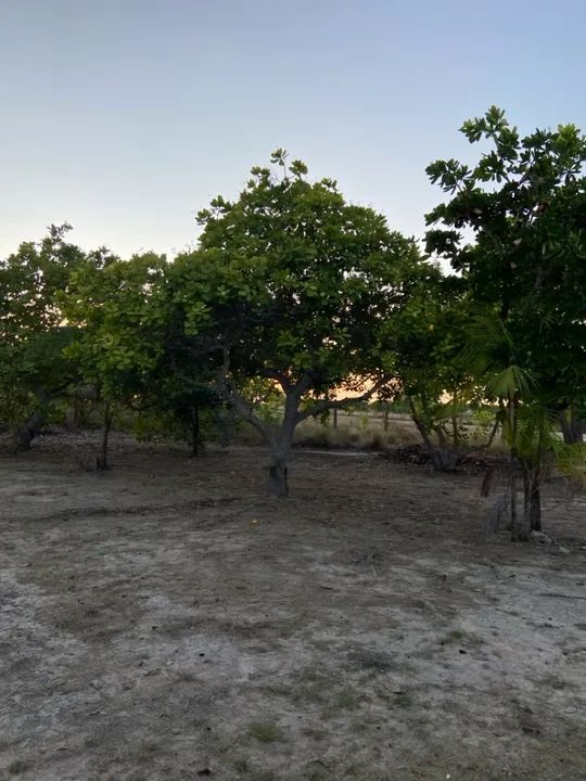 Sítio com casa, igarapé próprio e açude no Bom Intento - Foto 11