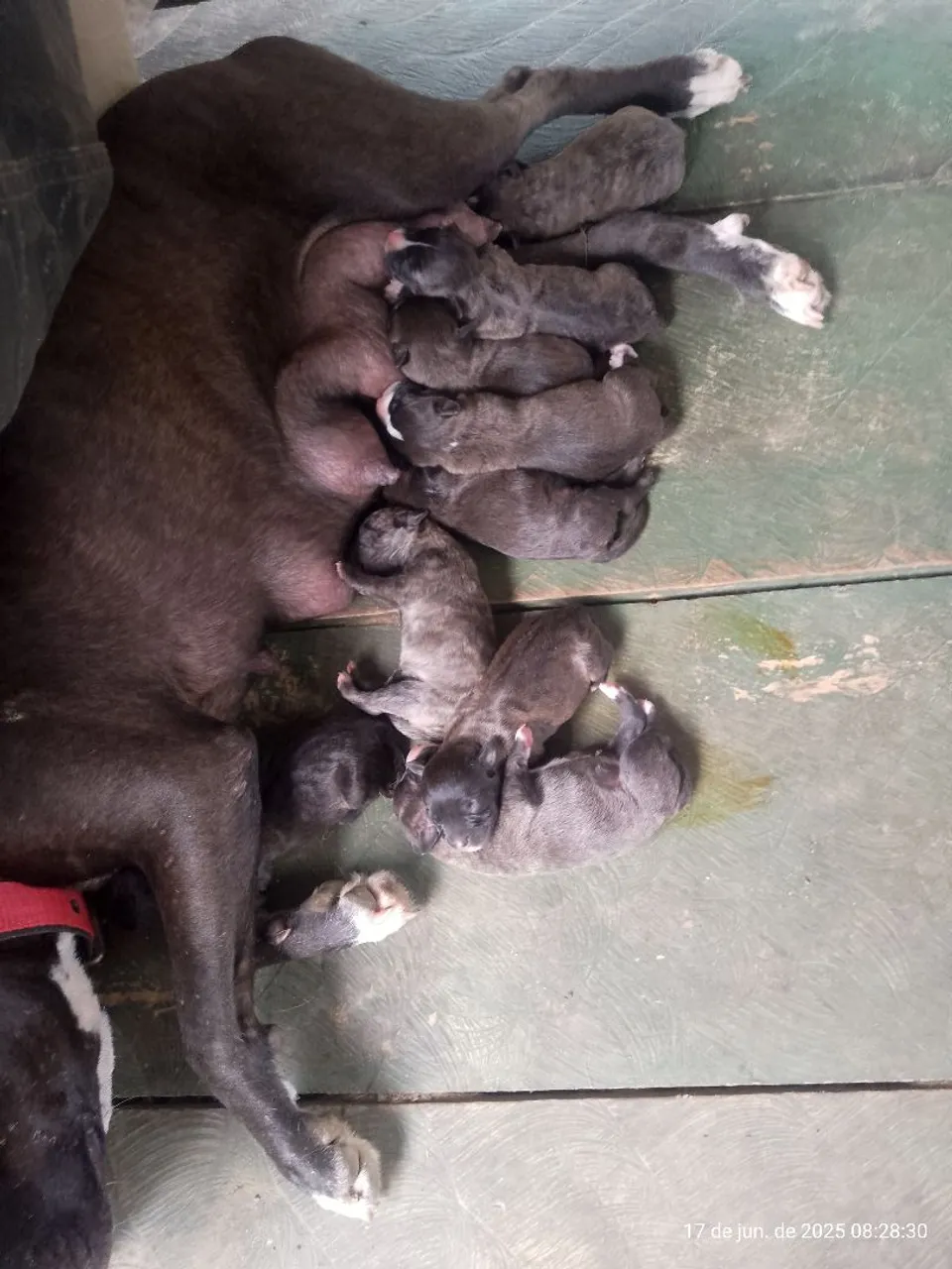 Filhotes de Pitbull disponíveis . 01 mês de vida 280