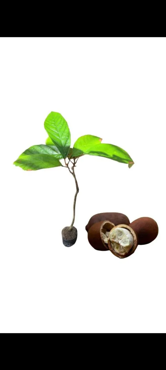 Muda de cupuaçu