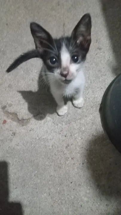 Gatinha doação  - Foto 2