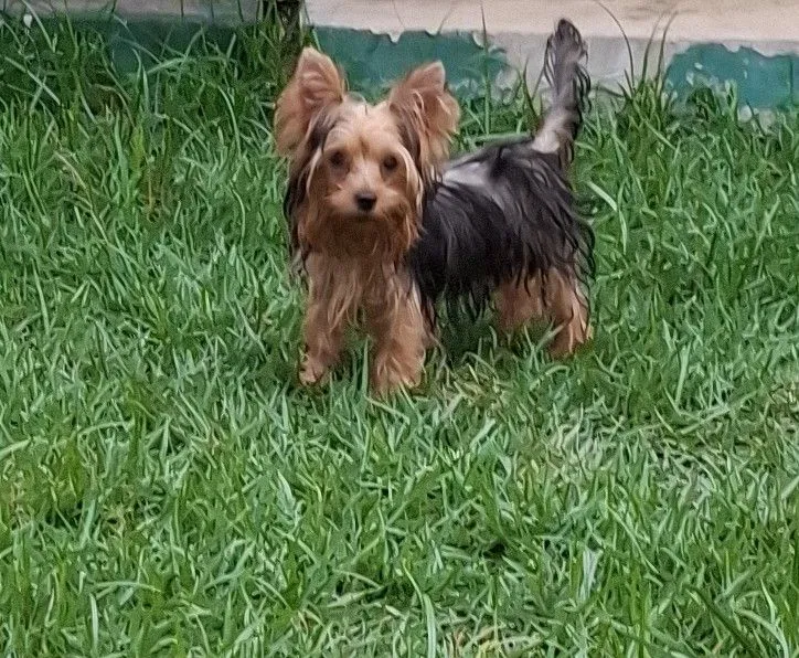 Yorkshire Terrier filhote