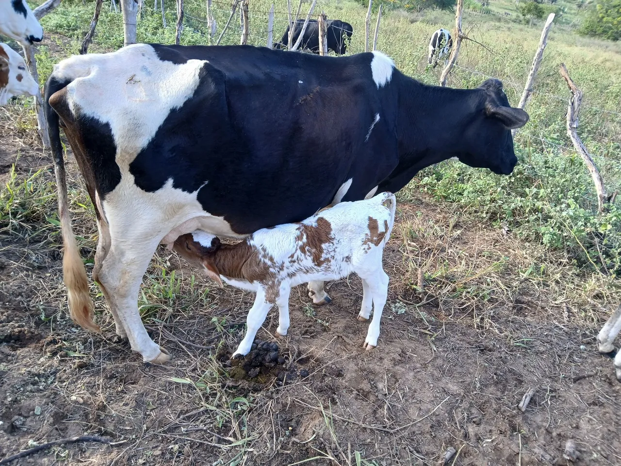 Vaca com Bezerro - Animais para Agropecuária