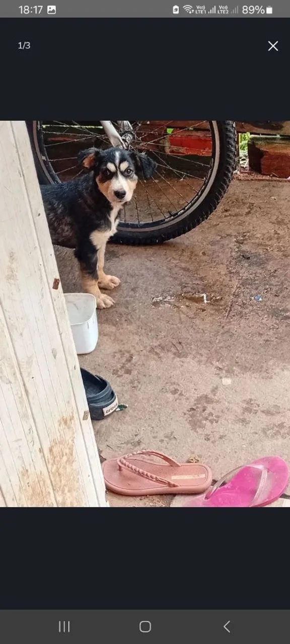 Filhote de cachorro doação  - Foto 2