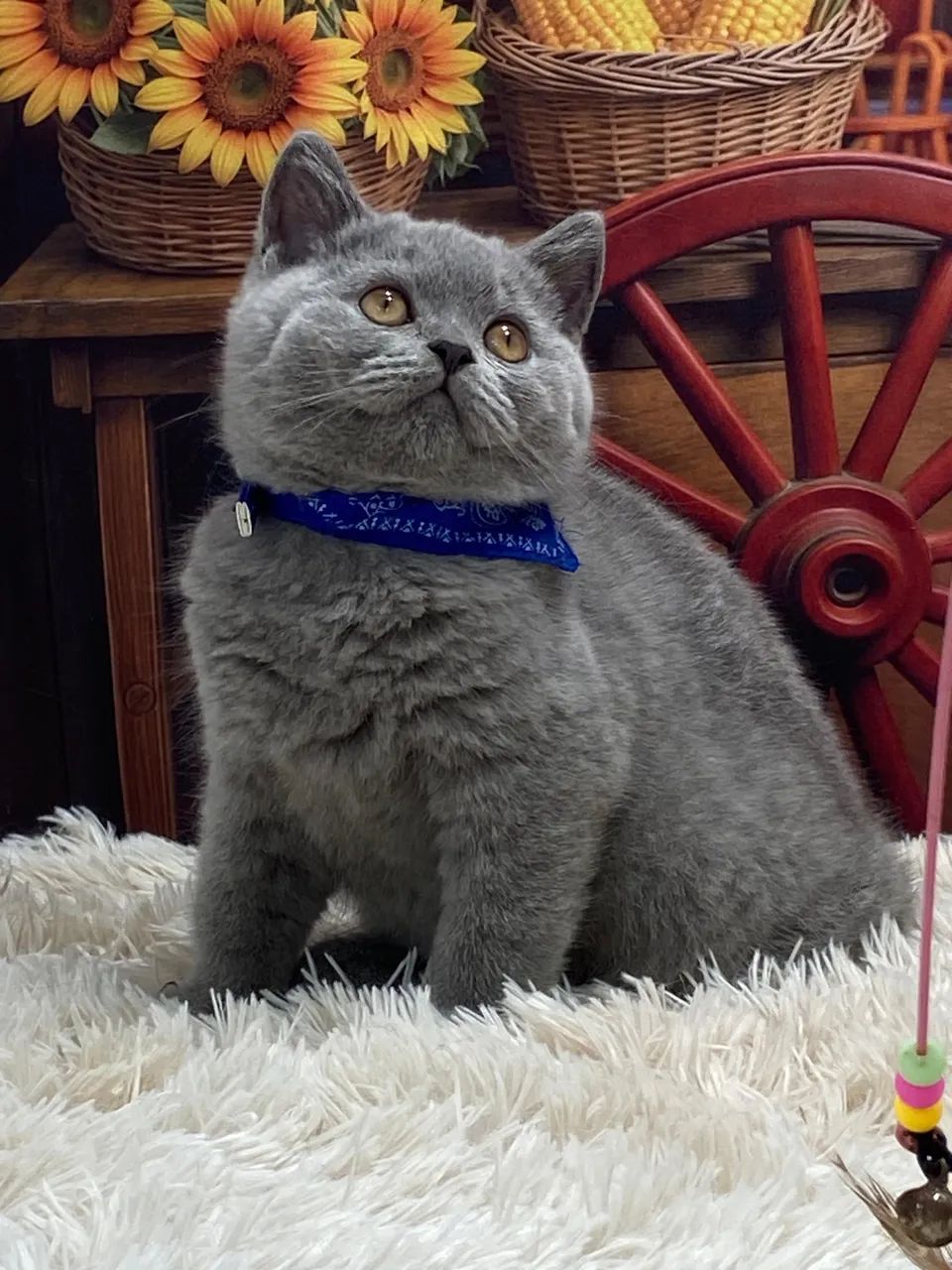 Filhotes de British Shorthair lindos 